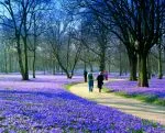 Krokusblüte im Schloßpark (c) Husum